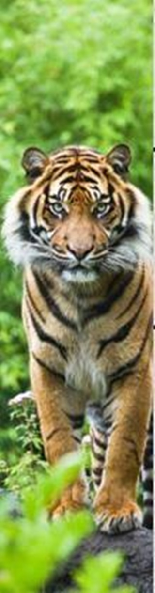 Mcz40 - Bengal Tiger 3d Knyvjelz