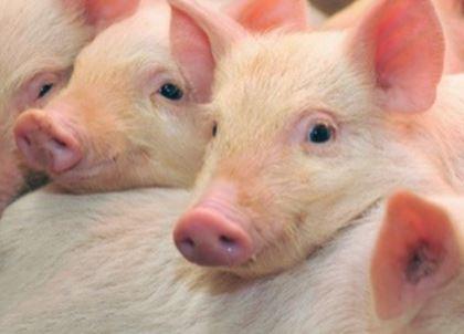 Mpf02 - Baby Pigs Kismalacok 3d Kpeslap 148 * 105 Mm