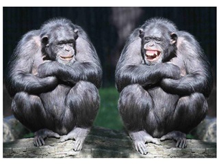 Mcz61 - Chimps 3d Kpeslap 148x105