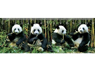 Deep Pandas