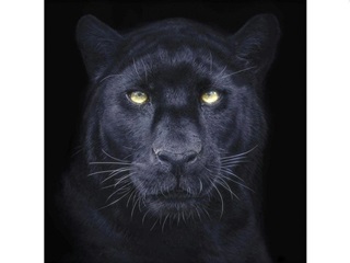 Panther Selfie Square